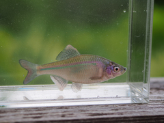 Striped Bitterling photo 3