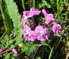 Pedicularis siphonantha