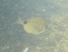 Diplodus