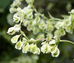 Fallopia baldschuanica