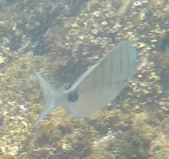 Diplodus