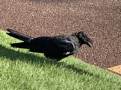 Corvus macrorhynchos