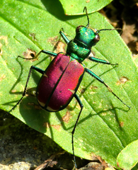 Cicindela splendida