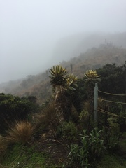 Espeletia hartwegiana