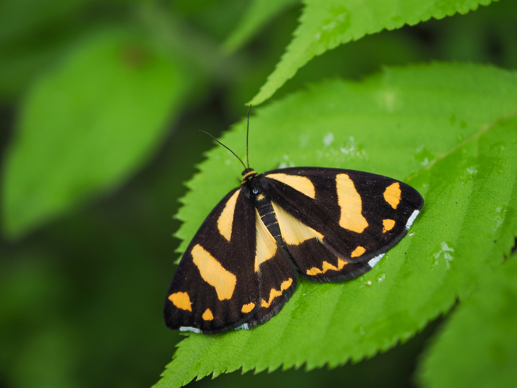 Golden-crested moth