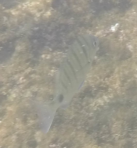 Diplodus cadenati