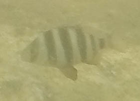 Diplodus cervinus