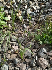 Panicum miliaceum ruderale