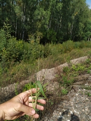Panicum miliaceum ruderale