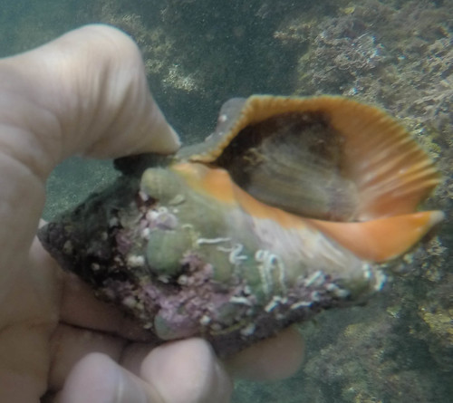 Stramonita haemastoma