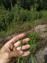 Panicum miliaceum ruderale