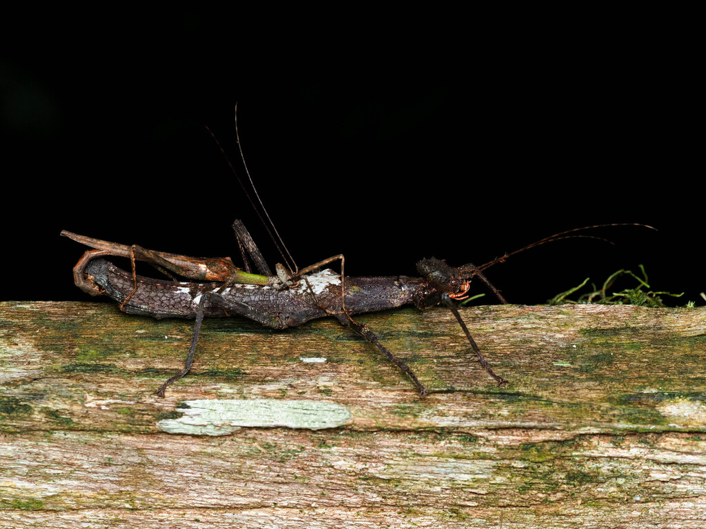 Loxopsis superba