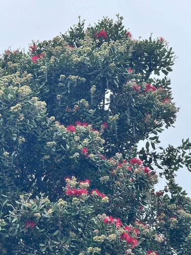 Metrosideros excelsa
