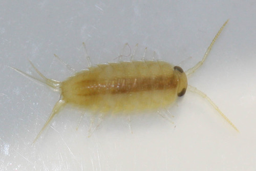 Ligia oceanica