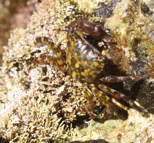 Pachygrapsus transversus
