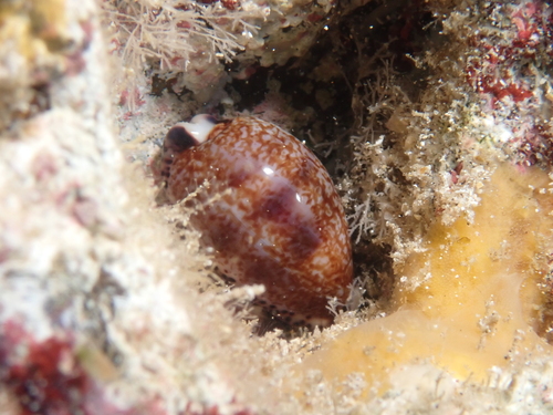 Cypraea nigropunctata, 2025-05-06