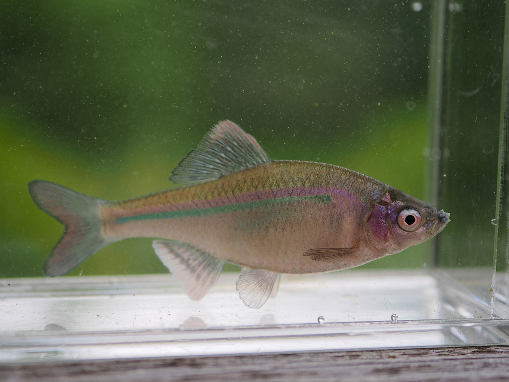 Striped Bitterling