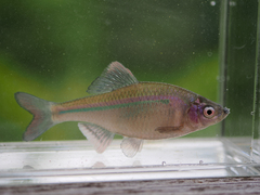 Striped Bitterling photo 1