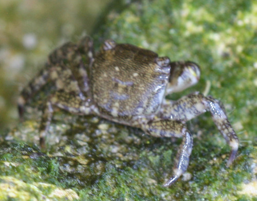 Pachygrapsus marmoratus