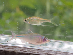 Striped Bitterling photo 2
