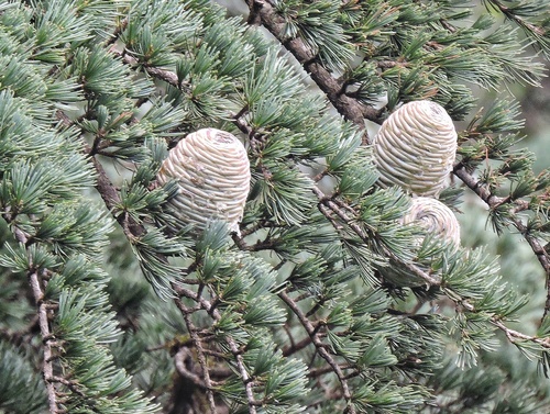 Cedrus deodara