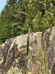 Calamagrostis inexpansa