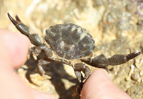 Xantho hydrophilus