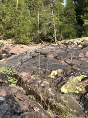 Calamagrostis inexpansa