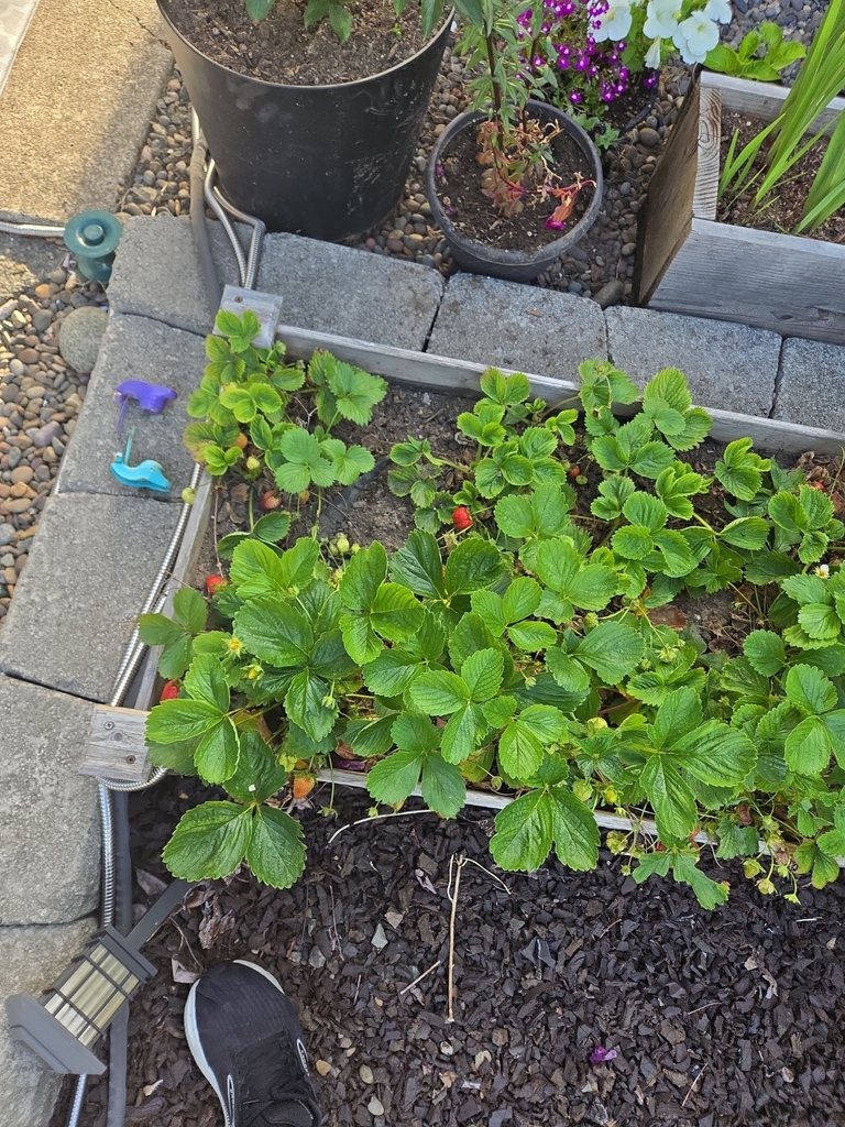 Fragaria × ananassa