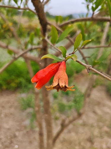 pomegranate