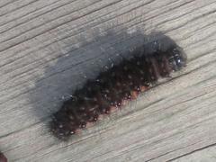 Acronicta menyanthidis