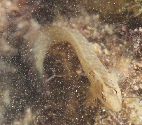 Salaria pavo
