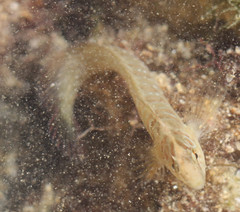 Salaria pavo