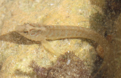 Salaria pavo