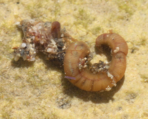 Cirratulidae