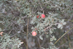 Quercus striatula