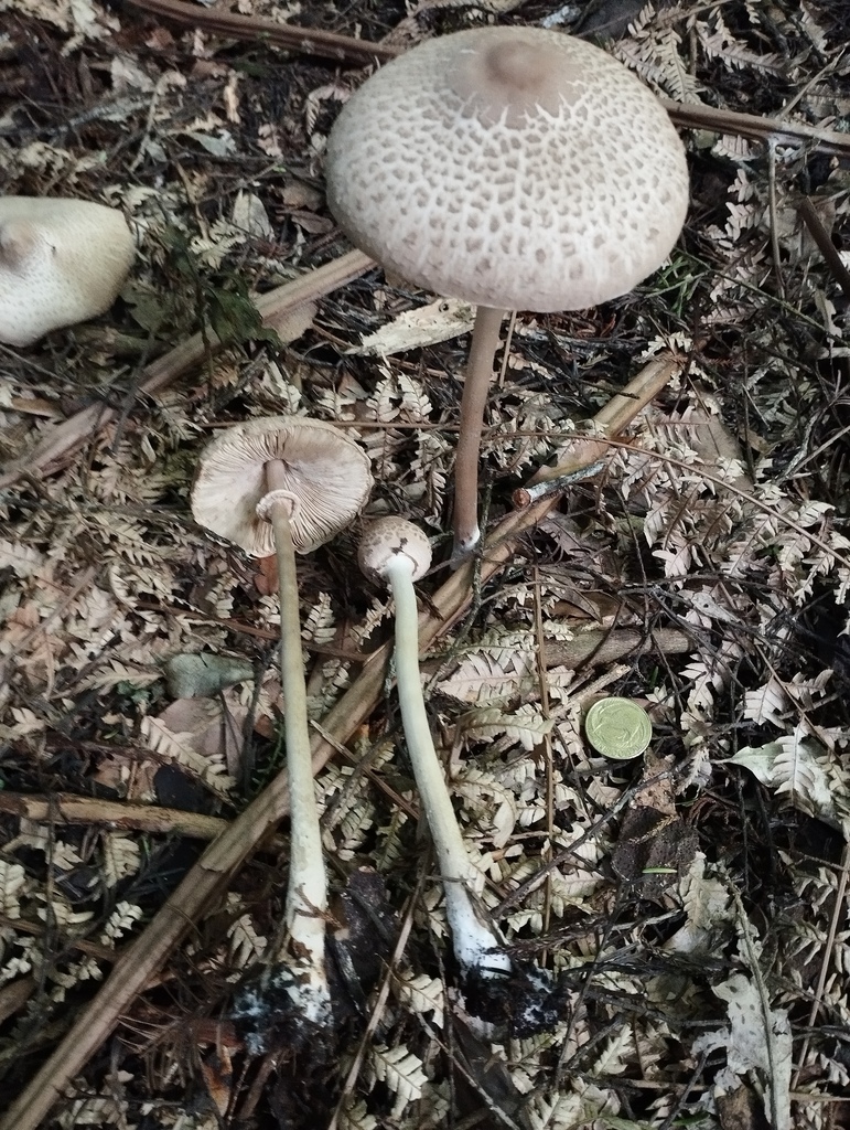Macrolepiota clelandii · May 2025 · photo: © geoffr (iNaturalist, cc0)