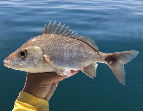 Chere-chere grunt (Haemulon steindachneri) — Haemulidae — 3