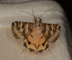 Drasteria mirifica