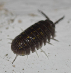 Armadillidium granulatum