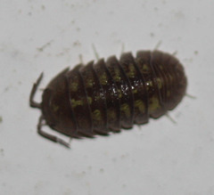 Armadillidium granulatum