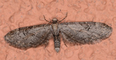 Eupithecia annulata