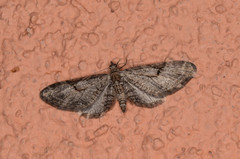 Eupithecia annulata