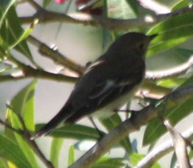 European Pied Flycatcher