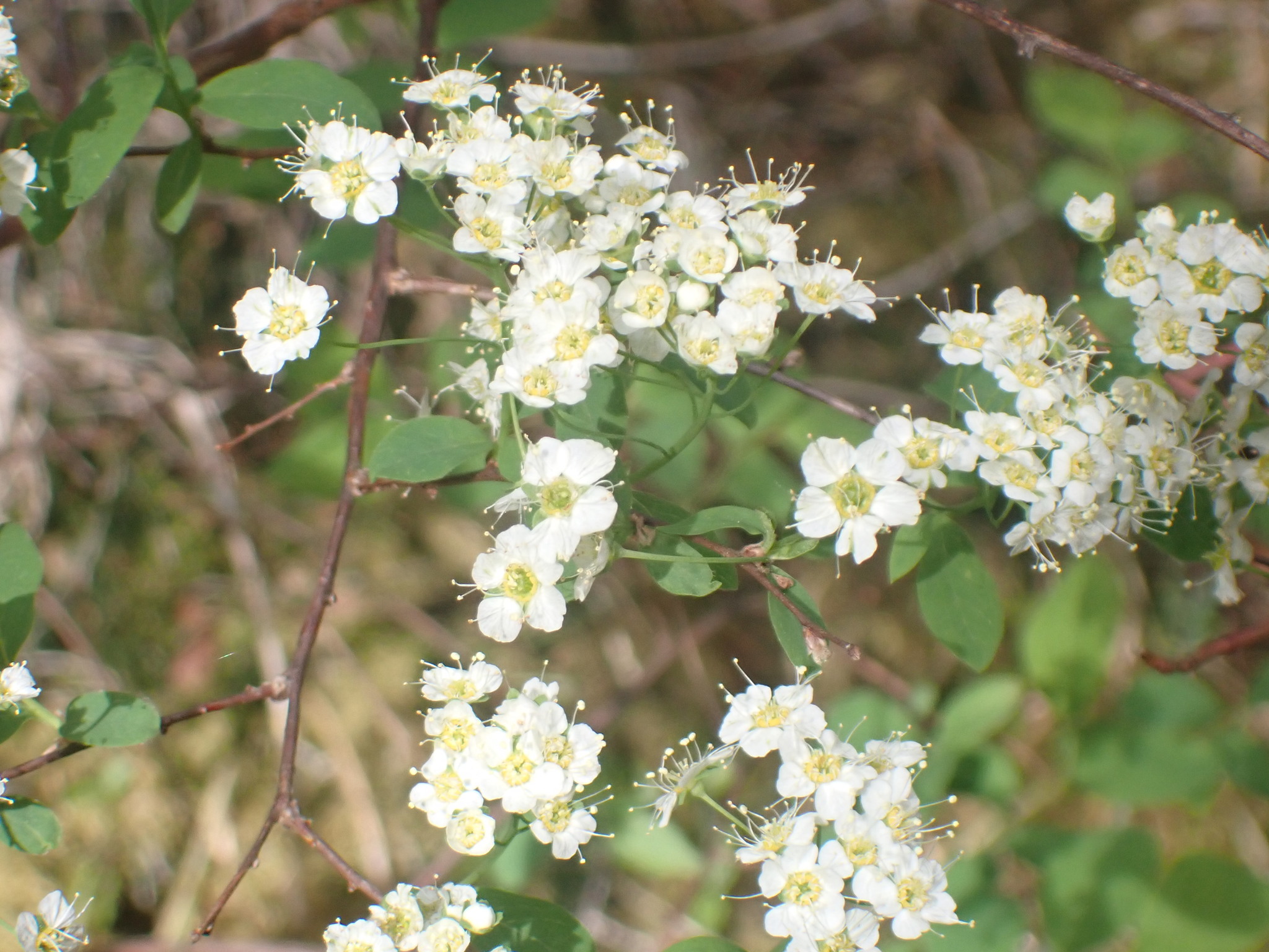Spiraea media