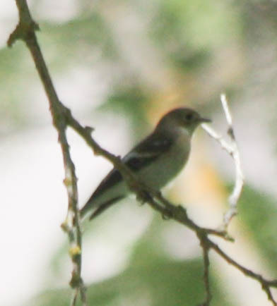 European Pied Flycatcher