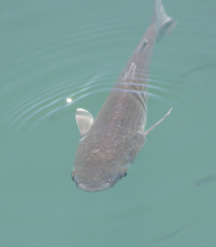 Mugil cephalus