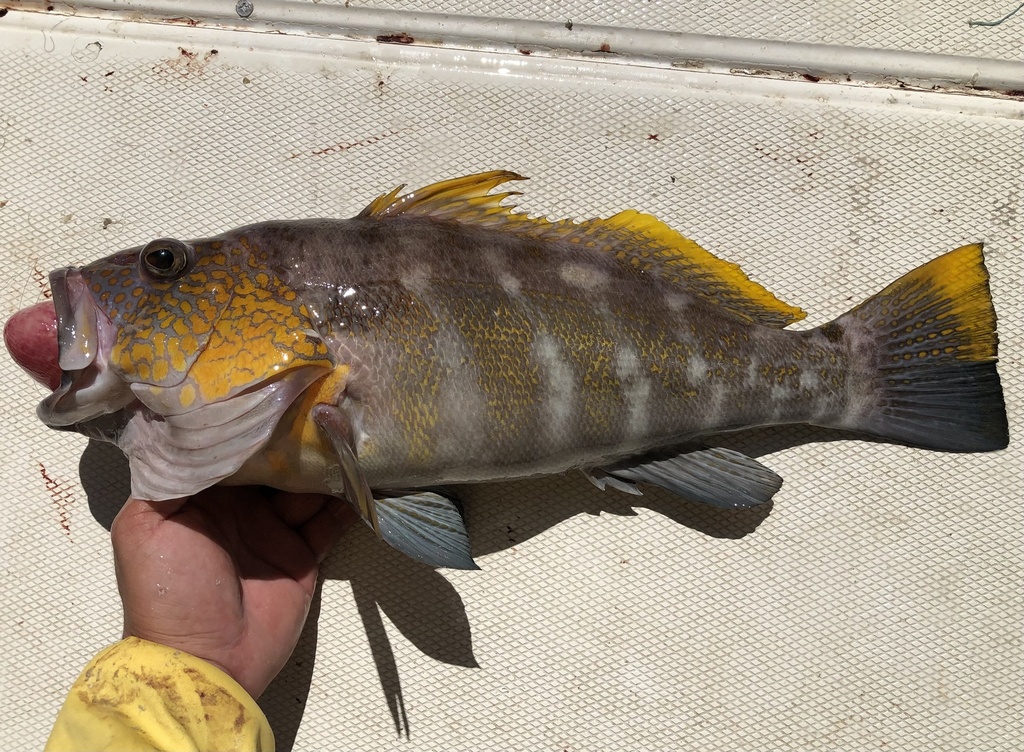 Parrot sand bass (Paralabrax loro) — Serranidae