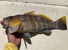 Parrot Sand Bass photo 1