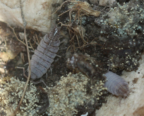 Porcellionides sexfasciatus
